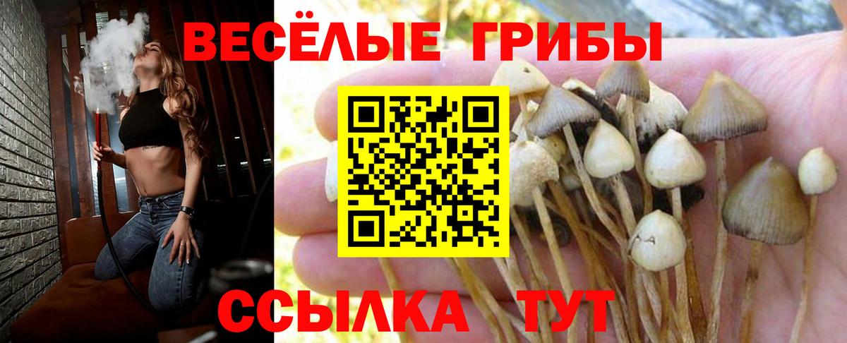 Псилоцибиновые грибы Psilocybine cubensis Сокол